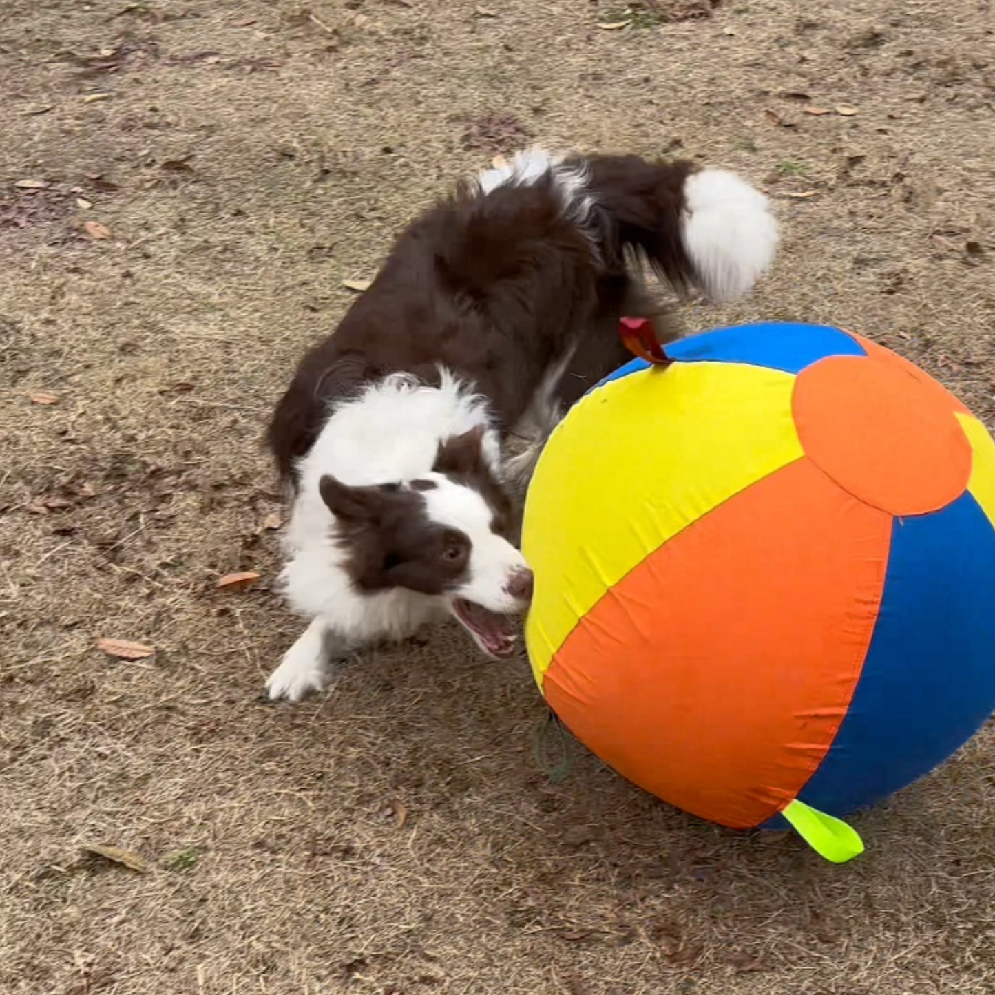 Pawora Viral Giant Ball